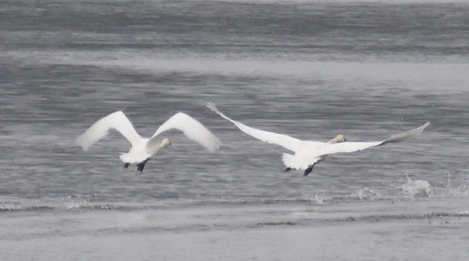 Cygne trompette - ML87331121