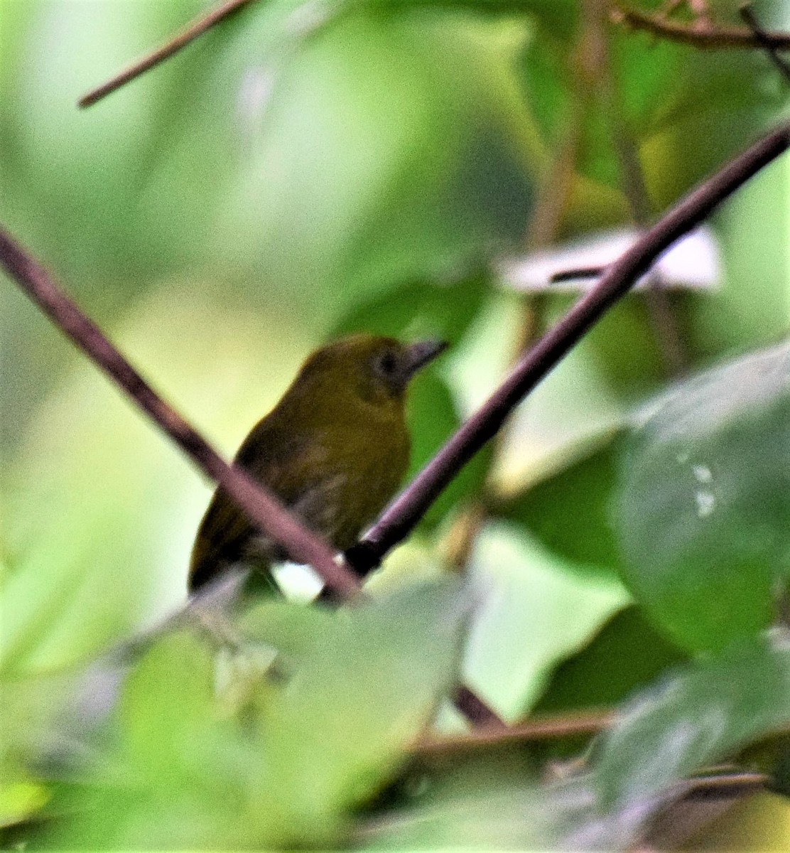 Pacific Flatbill - Beth Mangia