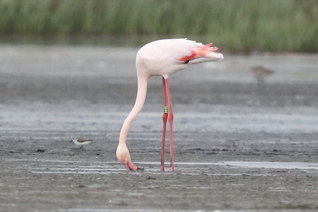 Greater Flamingo - Bob Friedrichs