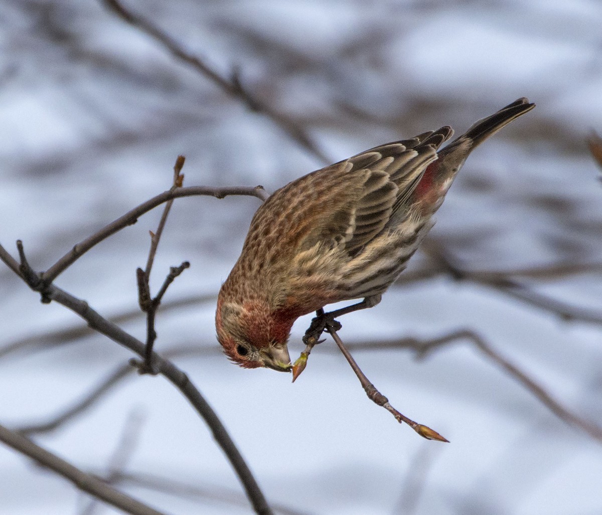 House Finch - ML87332031