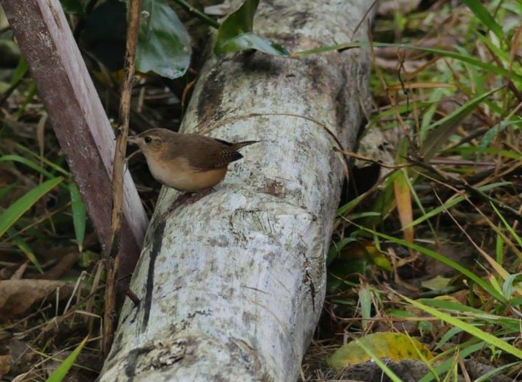 House Wren - Beth Mangia