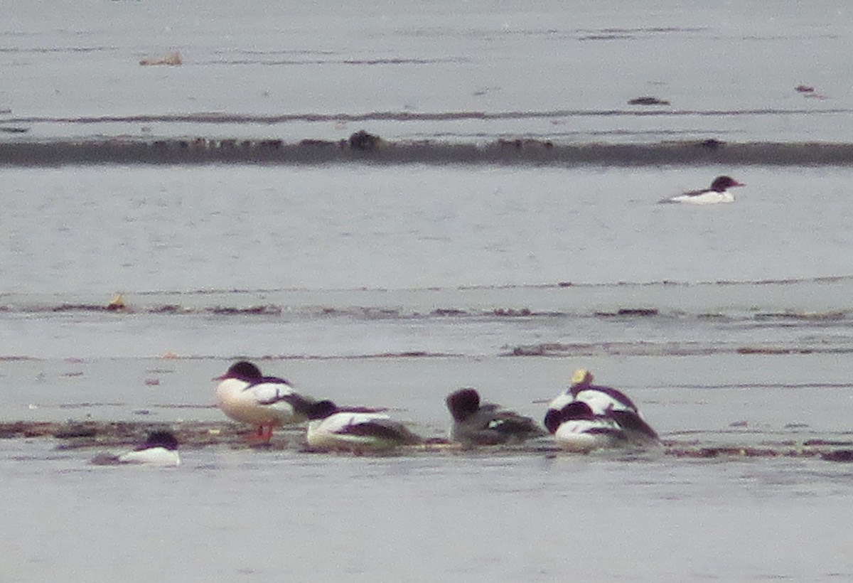 Common Merganser - Anonymous