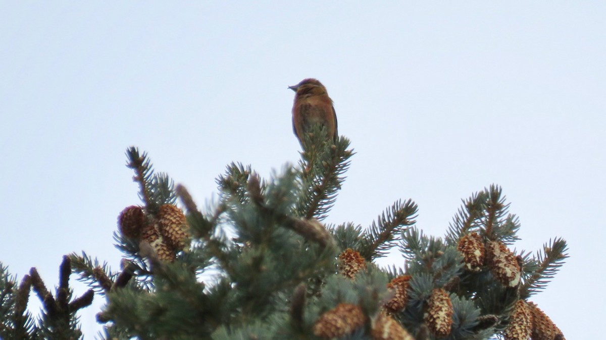 Red Crossbill - ML87334361