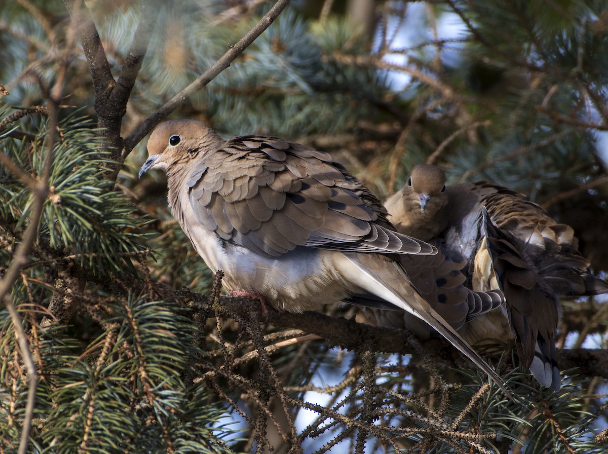 Mourning Dove - ML87335511