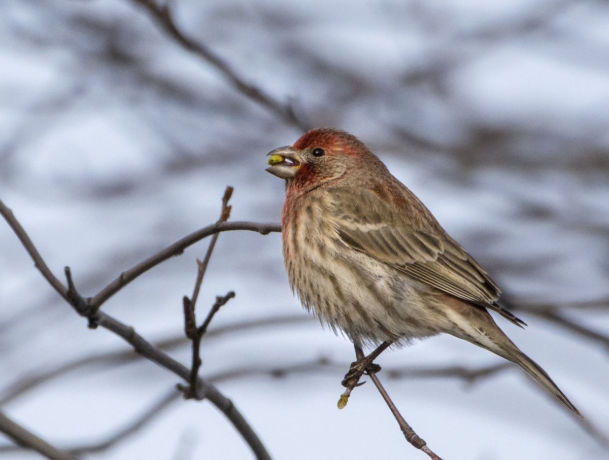 House Finch - ML87337281