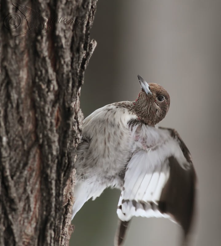 Red-headed Woodpecker - ML87338291