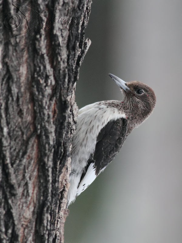 Red-headed Woodpecker - ML87338301