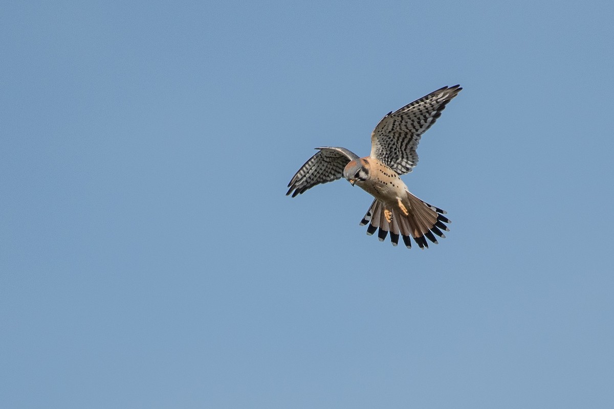 American Kestrel - ML87338701