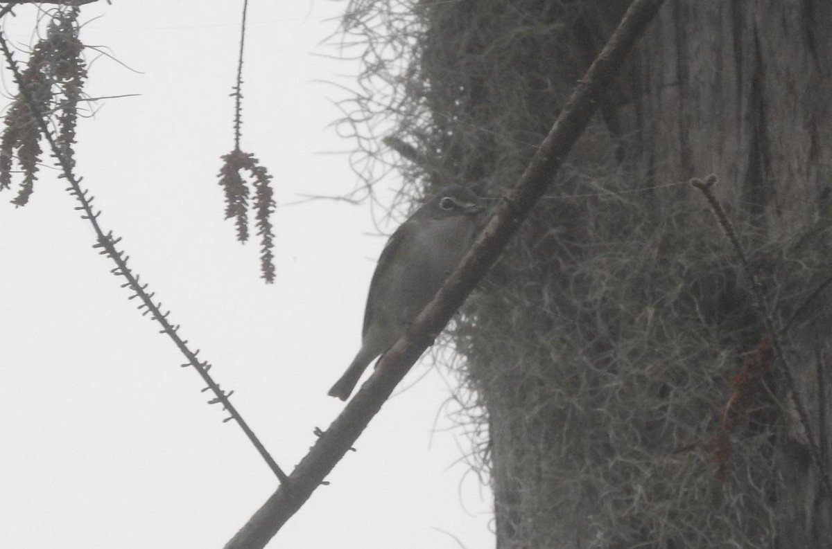 Vireo Solitario - ML87339601