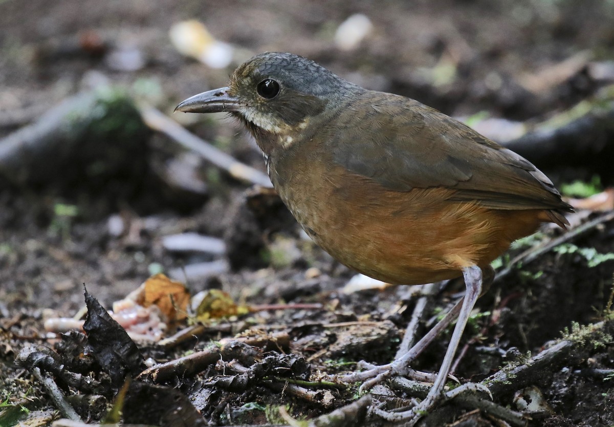 Moustached Antpitta - ML87340721