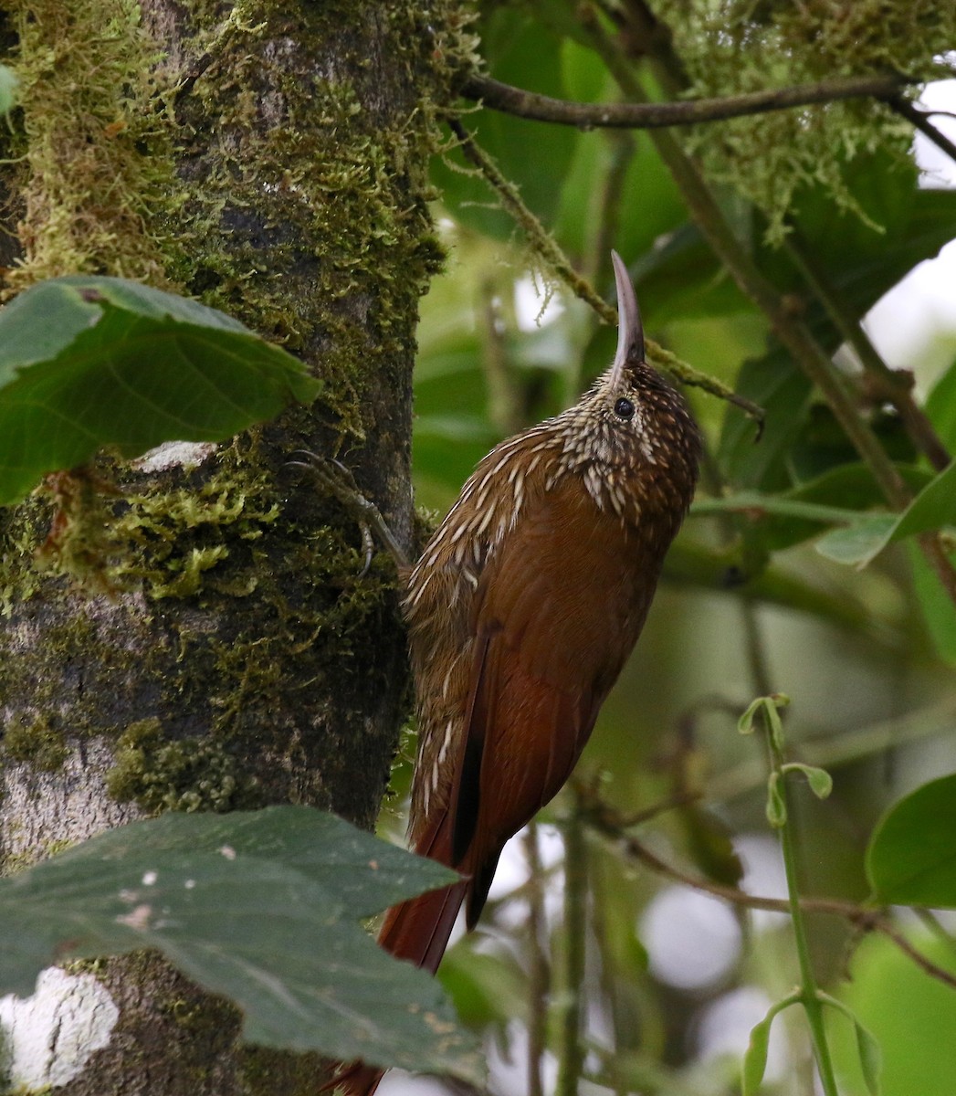 Montane Woodcreeper - ML87341671