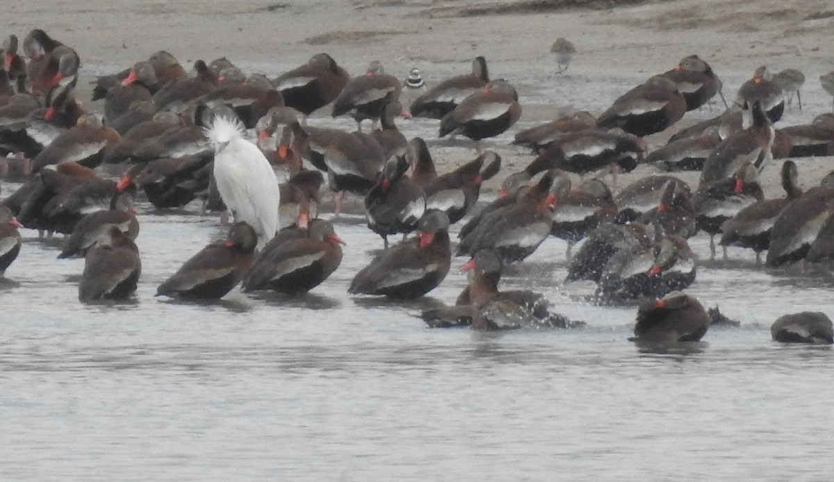 Reddish Egret - ML87341981