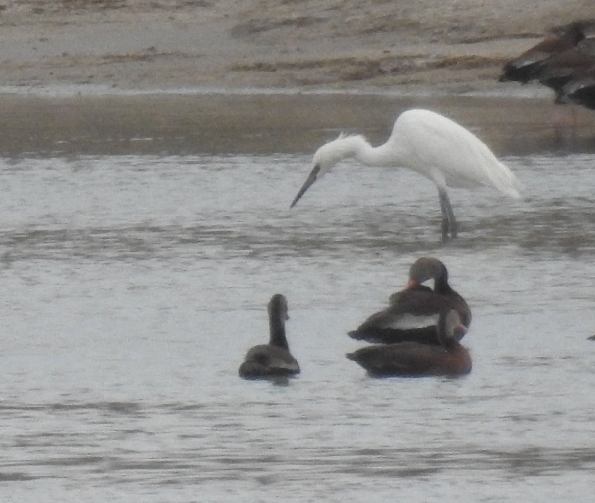 Reddish Egret - ML87342011