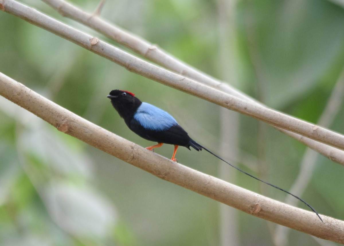 Long-tailed Manakin - ML87342081