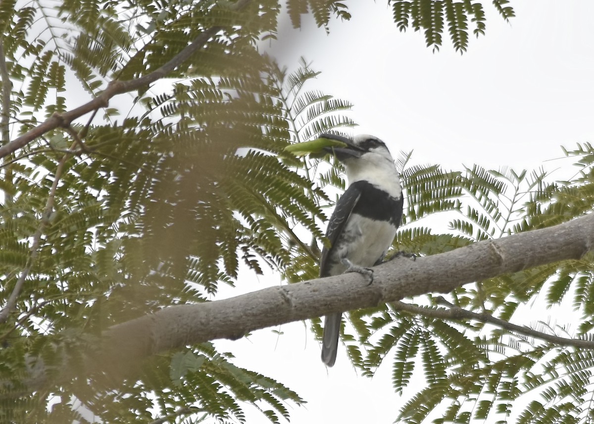 White-necked Puffbird - ML87342561