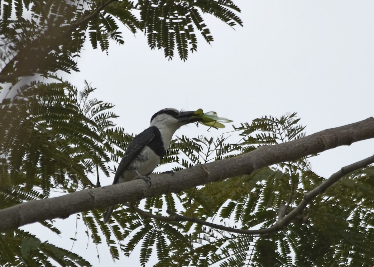 White-necked Puffbird - ML87342621