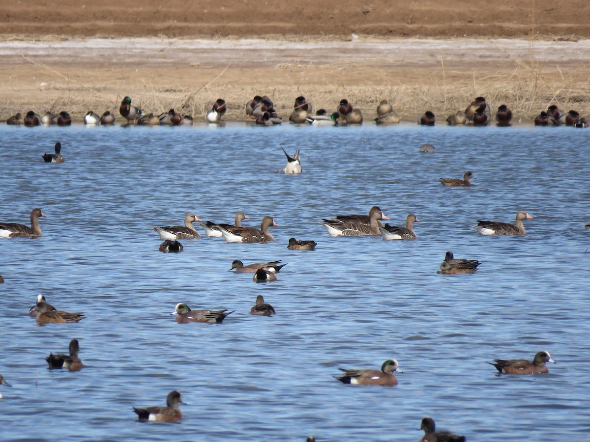 Манхин галуу - ML87343611