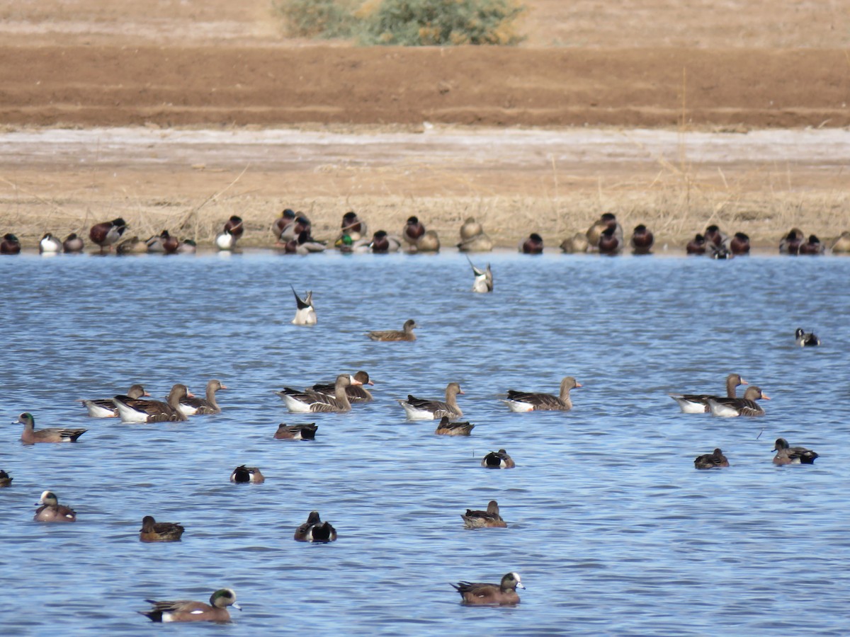 Манхин галуу - ML87343681