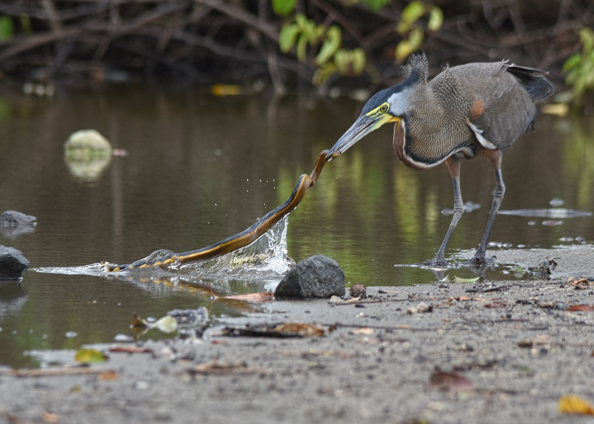 Bare-throated Tiger-Heron - ML87343741