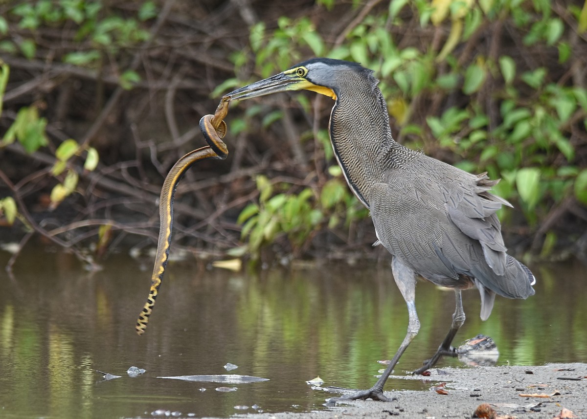 Bare-throated Tiger-Heron - ML87343811