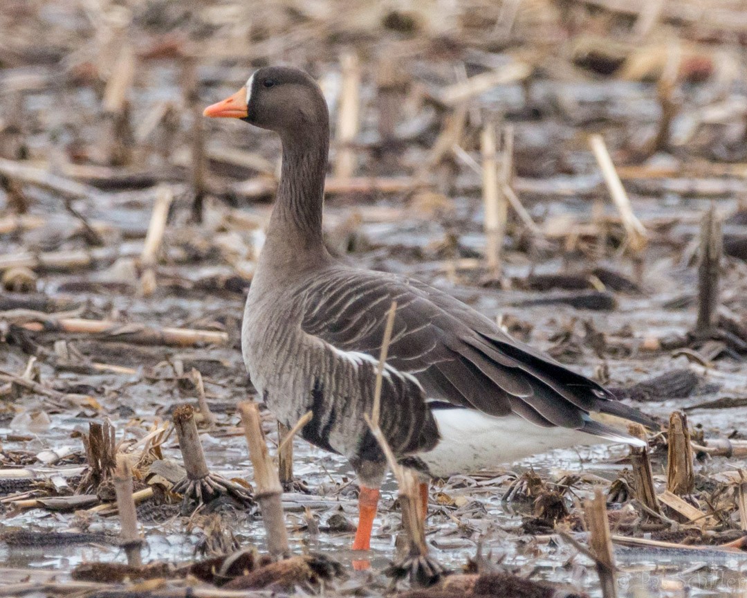 Greater White-fronted Goose - Pat Schiller