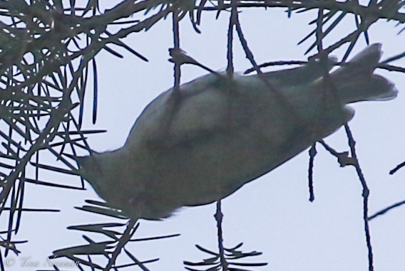 Golden-crowned Kinglet - ML87343931