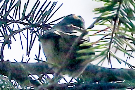 Golden-crowned Kinglet - ML87343941