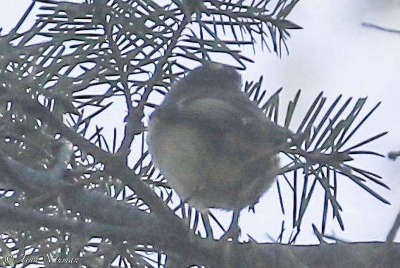 Golden-crowned Kinglet - ML87343951