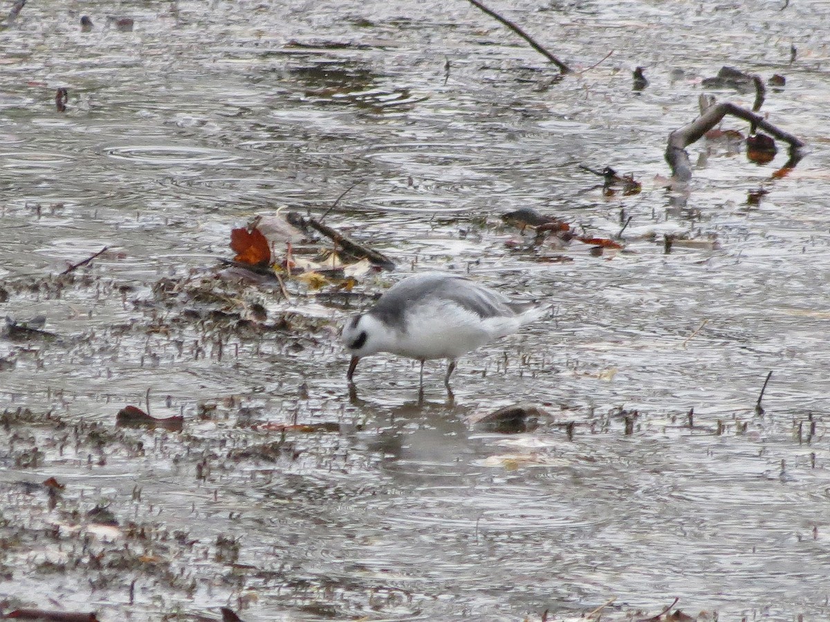 Red Phalarope - ML87344451