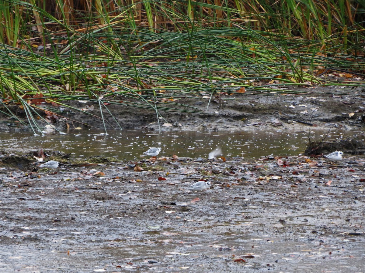 Red Phalarope - ML87344481
