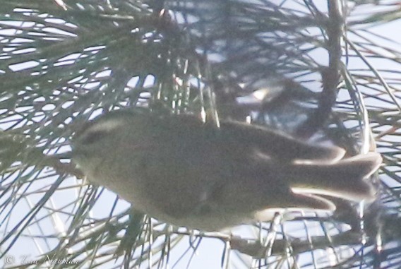 Golden-crowned Kinglet - ML87344771