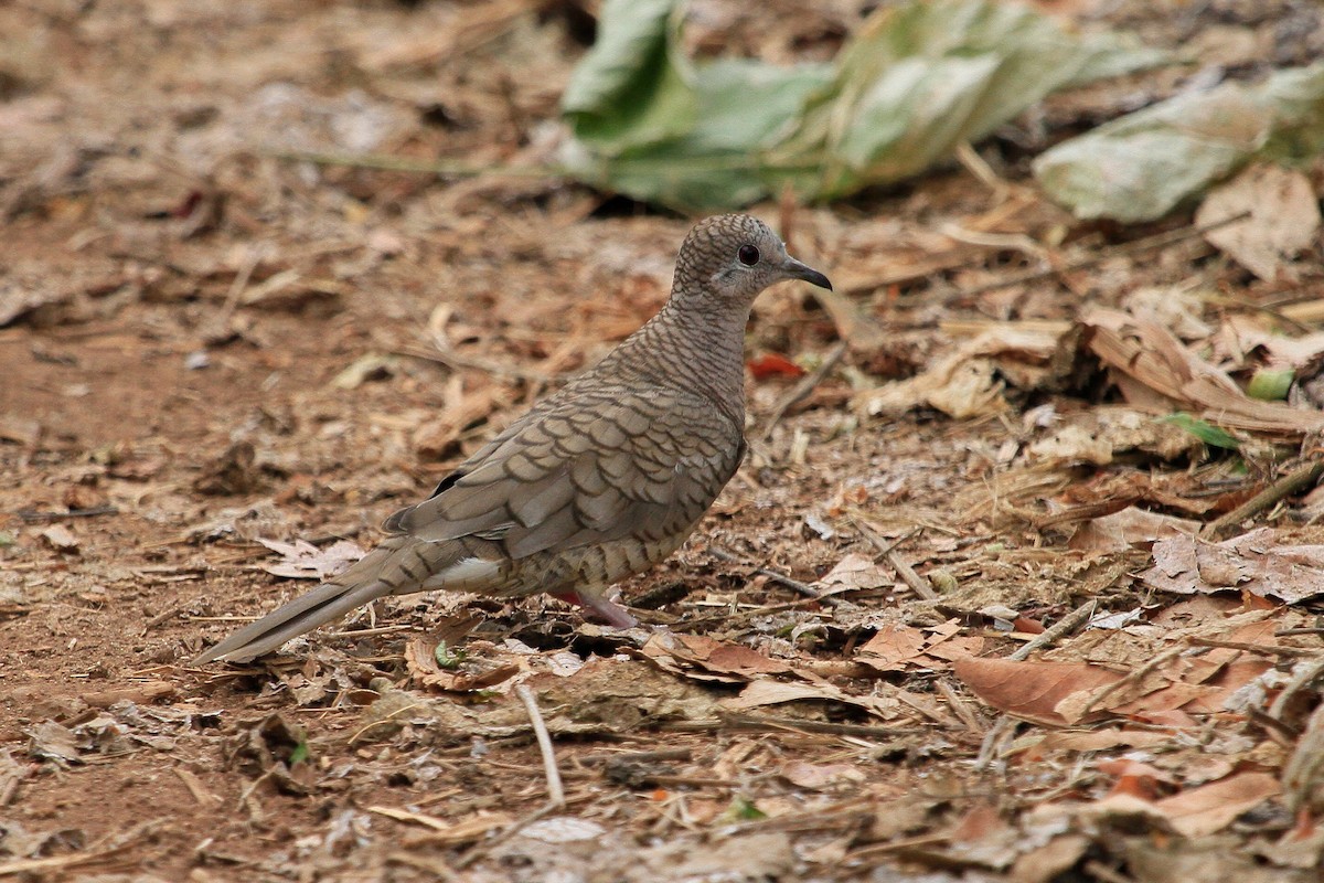 Inca Dove - ML87345021