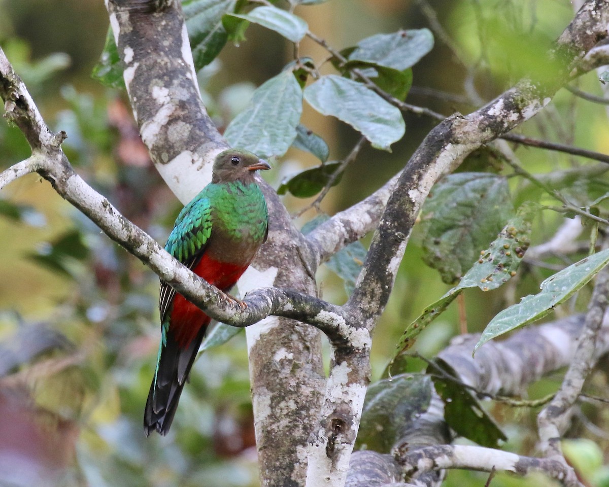 Golden-headed Quetzal - ML87345281