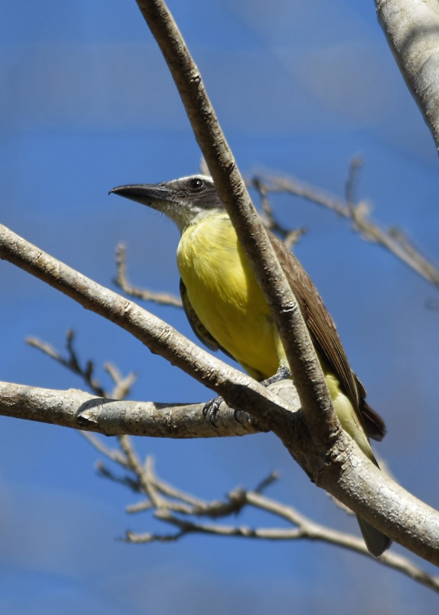 Boat-billed Flycatcher - ML87346071