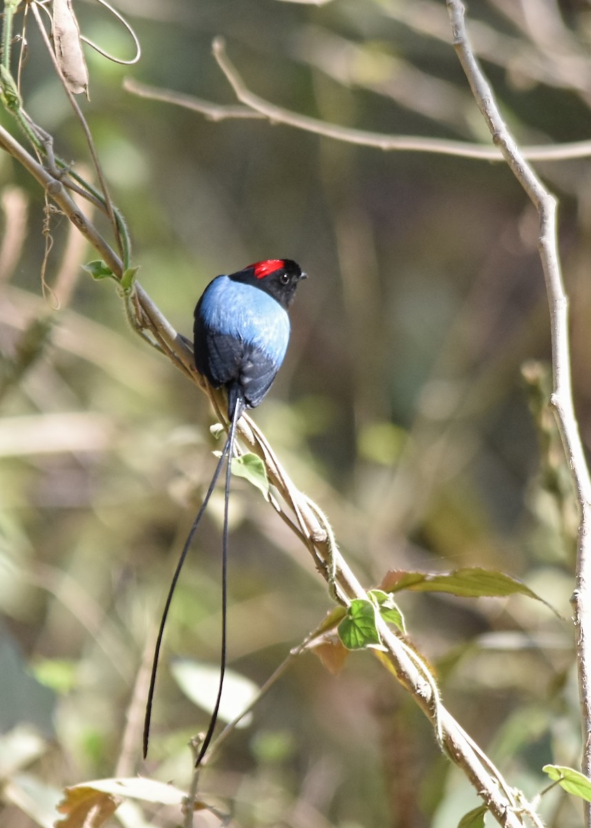 Long-tailed Manakin - ML87346091