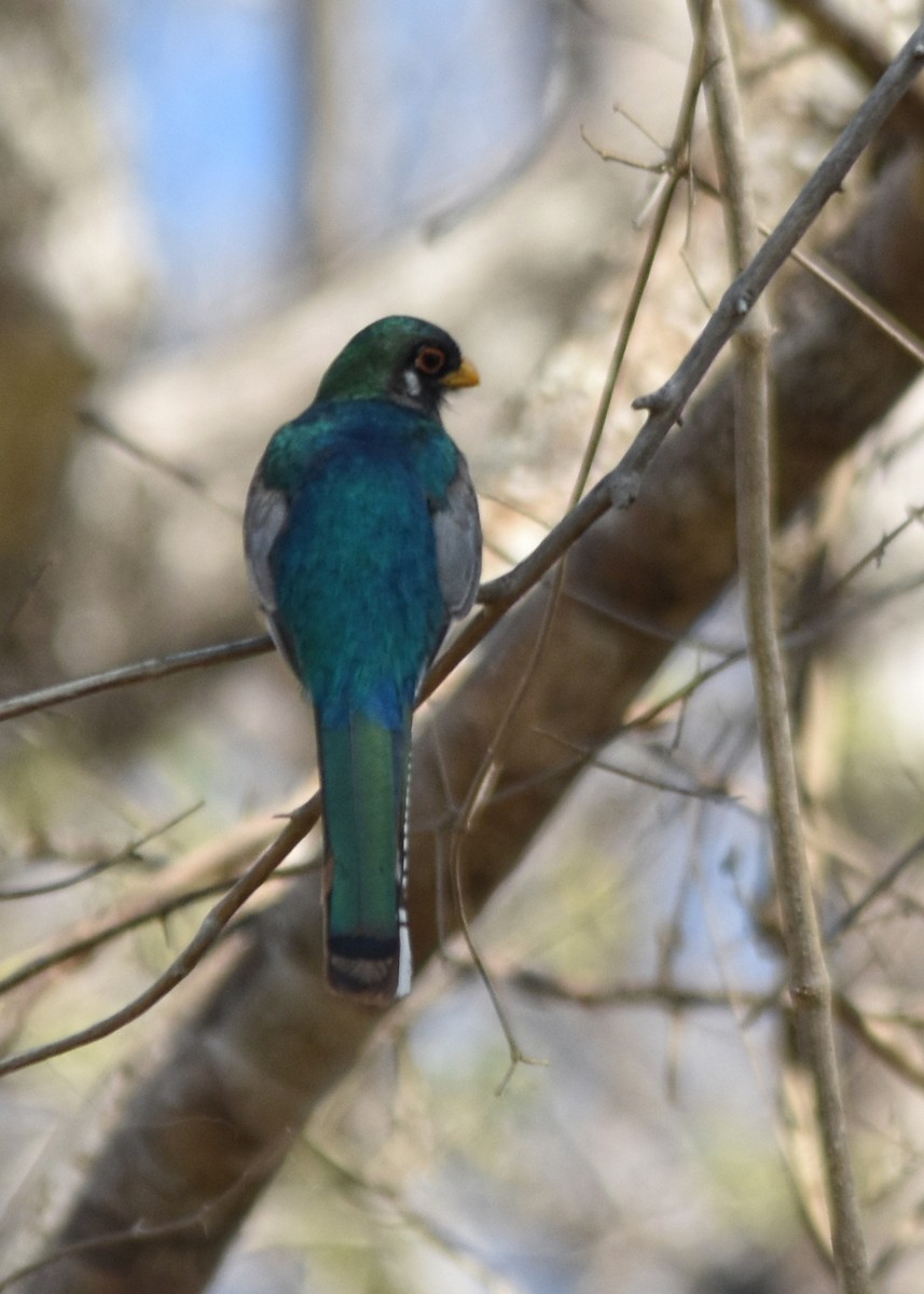 Elegant Trogon - ML87346161