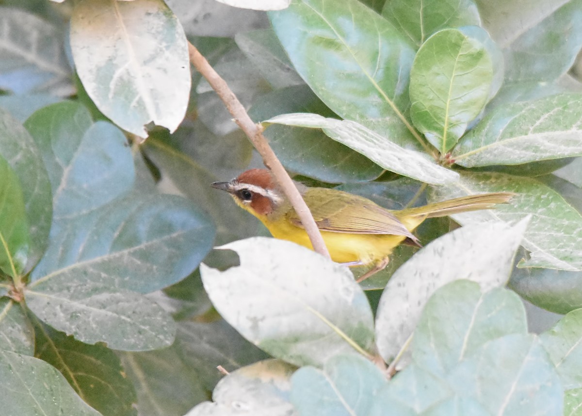 Chestnut-capped Warbler - ML87346281