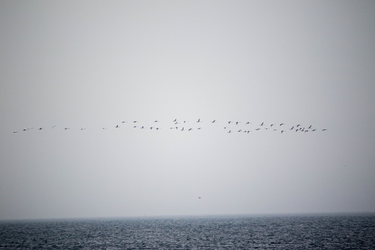 Tundra Swan - ML87346371