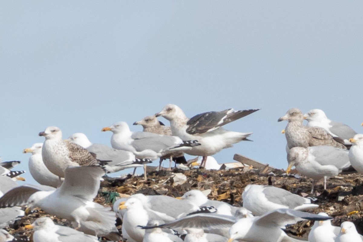 Gaviota de Kamchatka - ML87346641