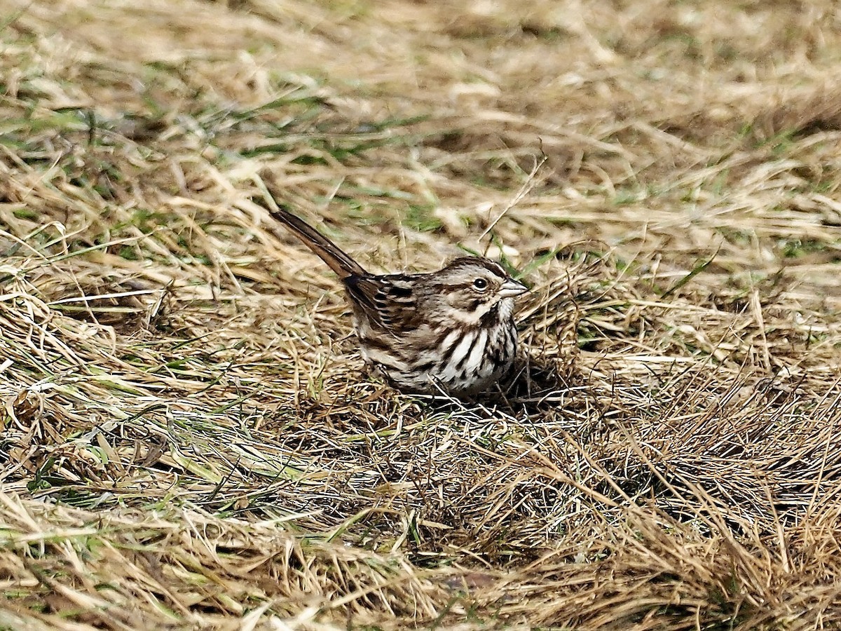 Song Sparrow - ML87347531