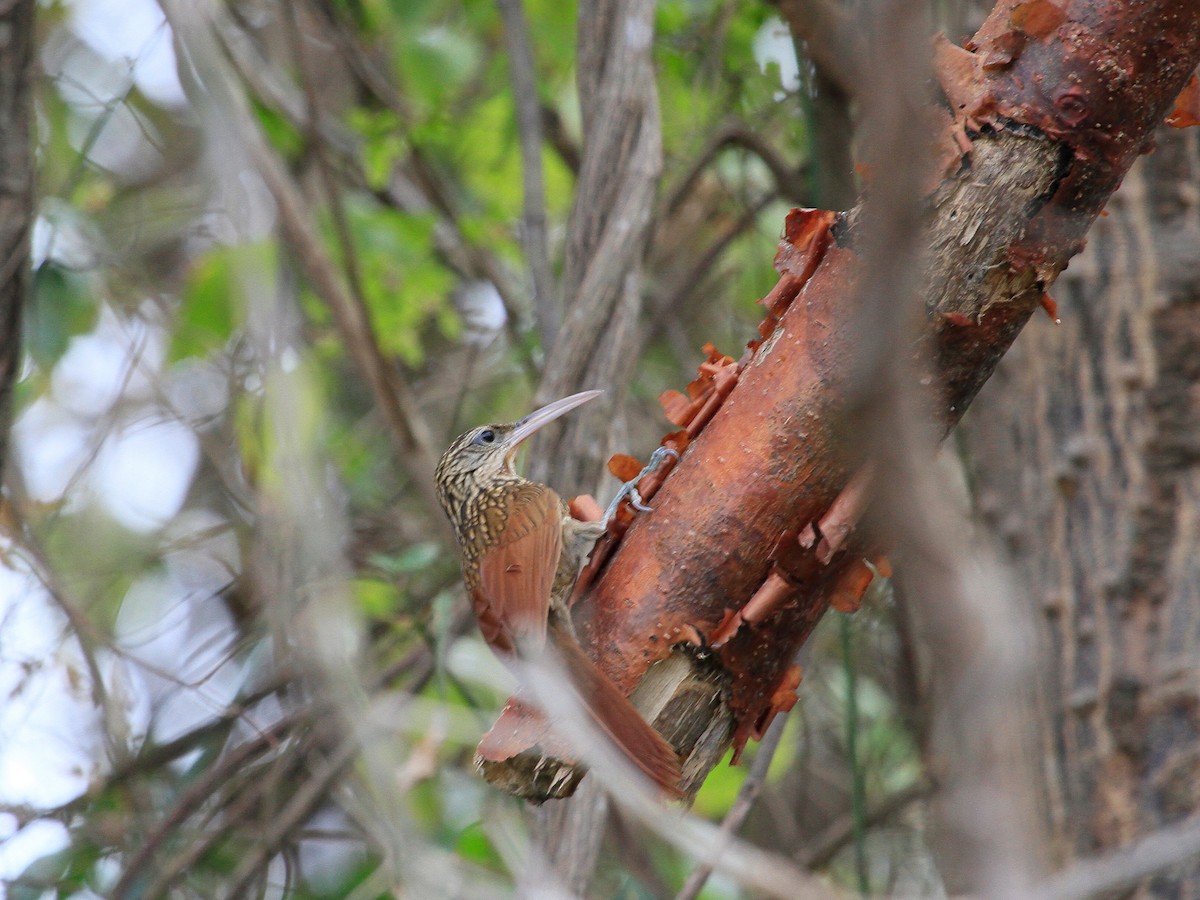 Ivory-billed Woodcreeper - ML87347681