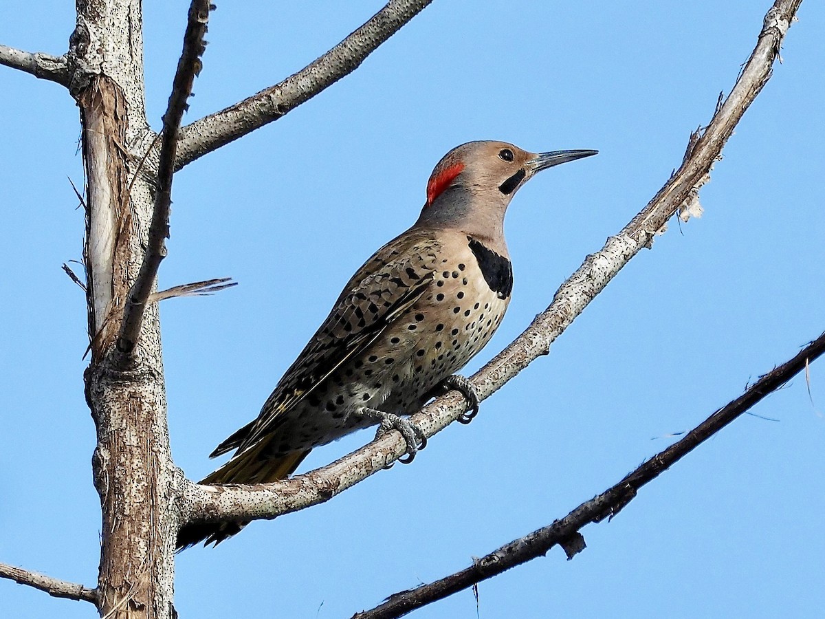 Northern Flicker - ML87348531