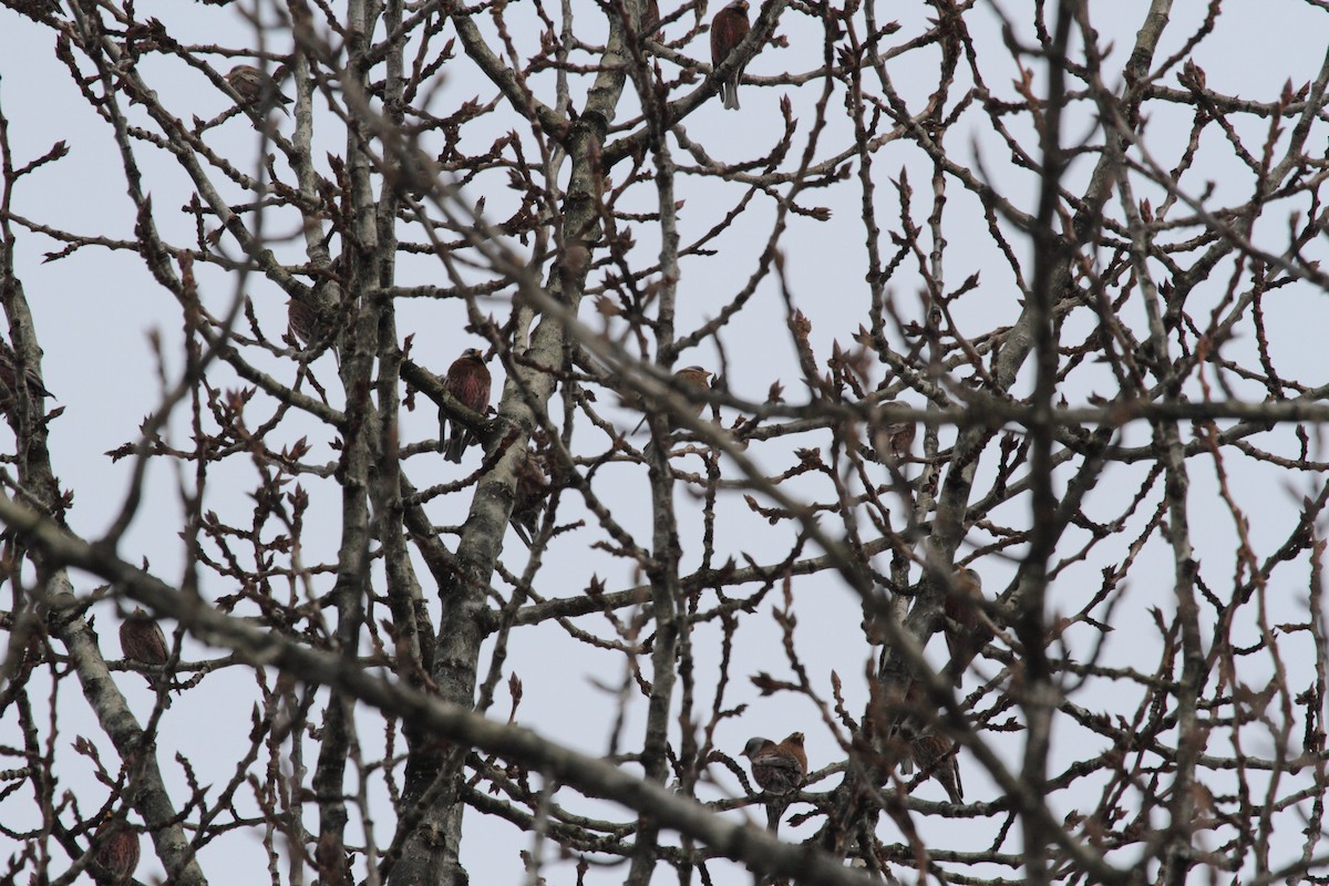 Gray-crowned Rosy-Finch - ML87349421