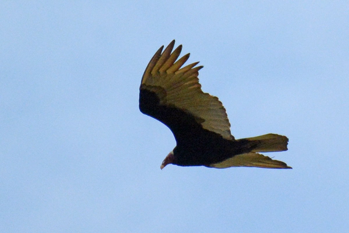 Turkey Vulture - ML87350061