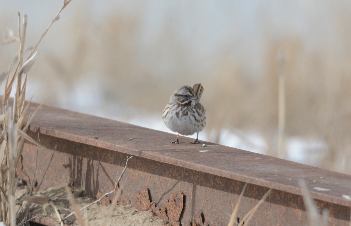 Song Sparrow - ML87351391