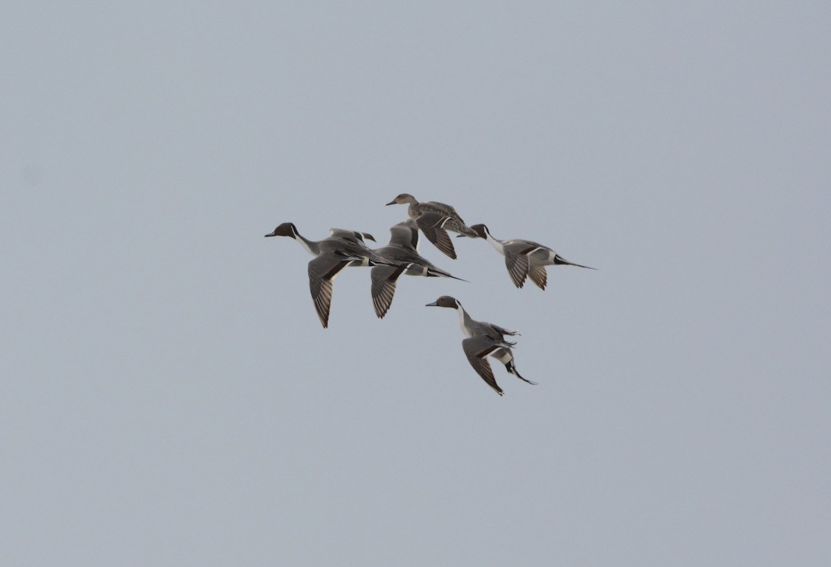 Northern Pintail - ML87351561