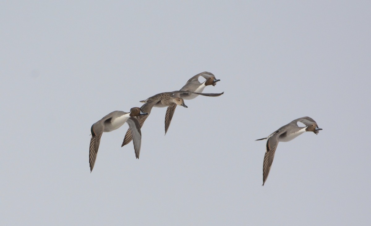 Northern Pintail - ML87351751