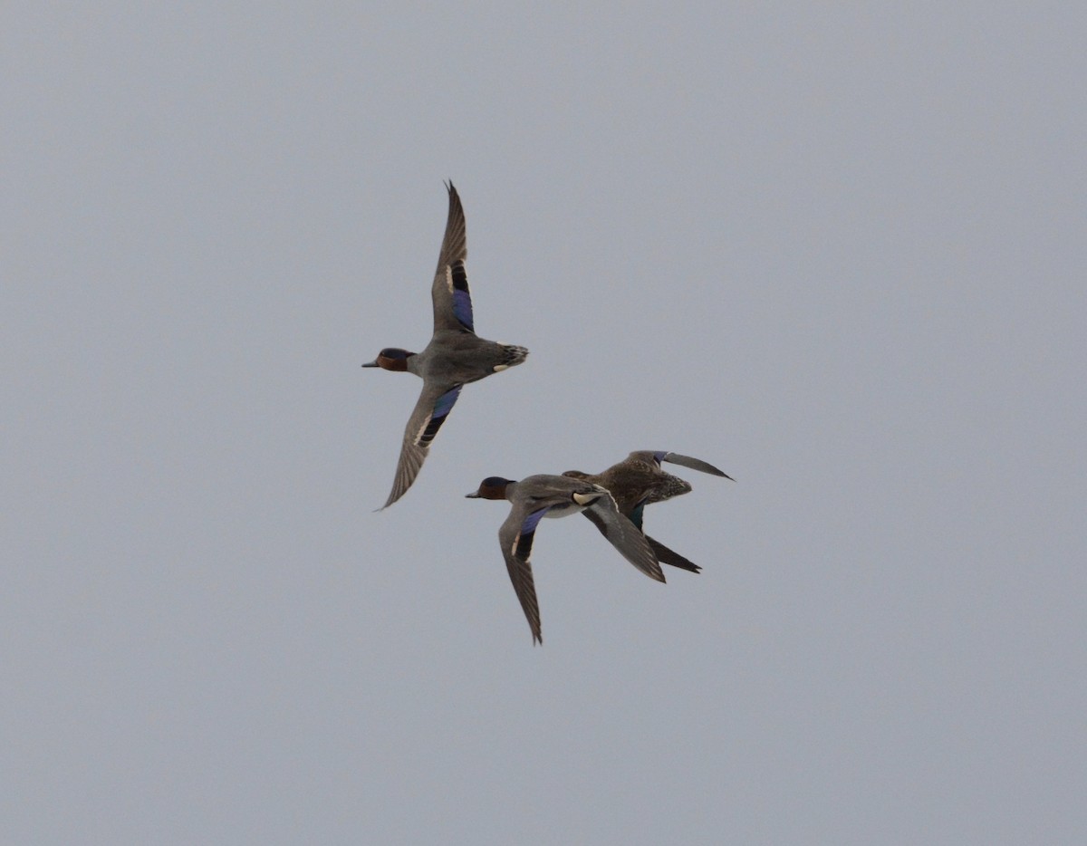 Green-winged Teal - ML87352121