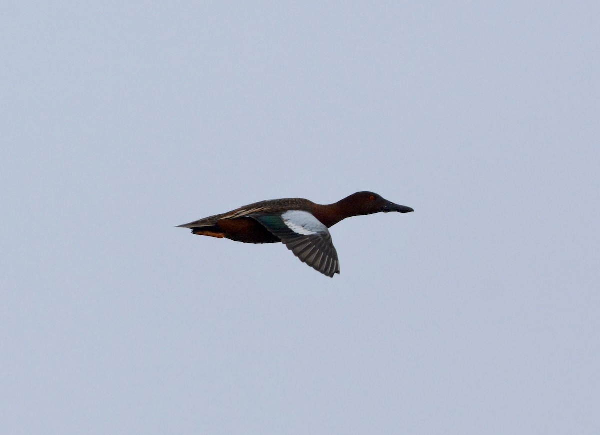 Cinnamon Teal - ML87352631