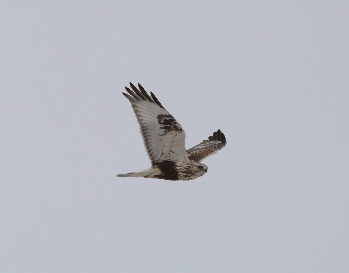 Rough-legged Hawk - ML87353021